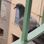 Casa Pernice * Penta di Casinca