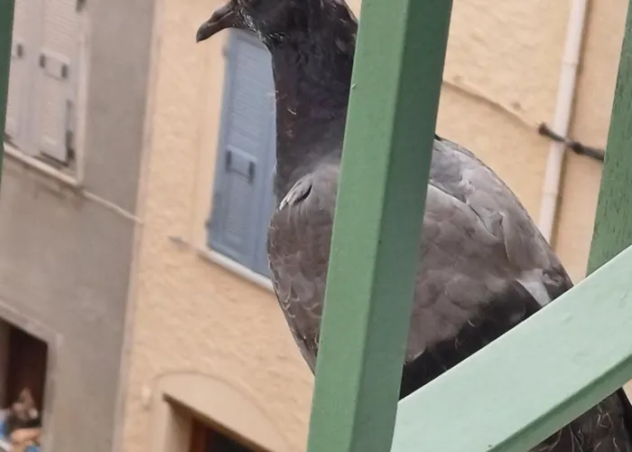 Casa Pernice * Penta di Casinca